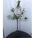 Prunus armeniaca C7,5 Lit. 150-175 cm Špalir