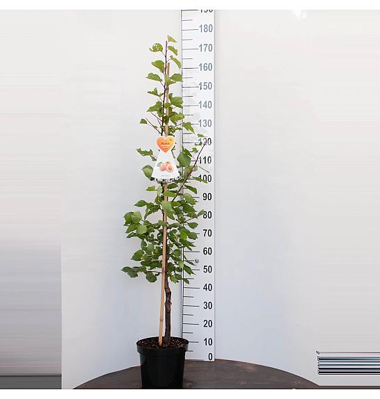 Prunus armeniaca Bergeron C7,5 Lit. 125-150 cm