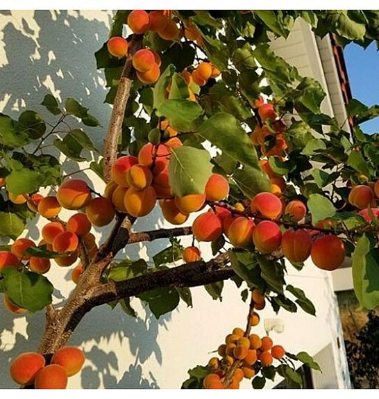 Prunus armeniaca Armicol ® C7,5 Lit. 125-150 cm Stebričasta