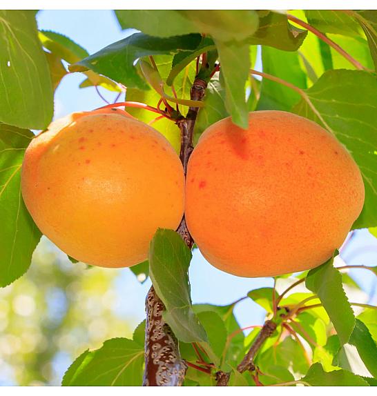 Prunus armeniaca Armicol ® C5 Lit. 100-125 cm Stebričasta