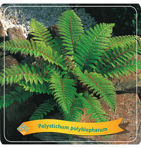 Polystichum Polyblepharum C5 Lit.