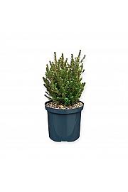 Podocarpus x Jalako Red ® (=Red Kiss) C2,5 Lit. 15-20 cm
