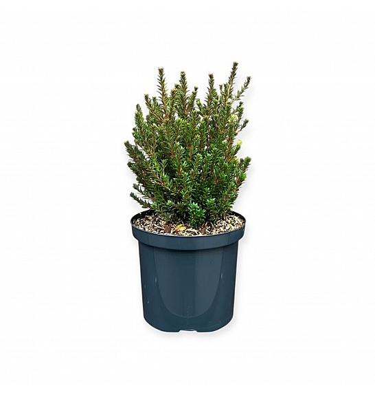 Podocarpus x Jalako Red ® (=Red Kiss) C2,5 Lit. 15-20 cm