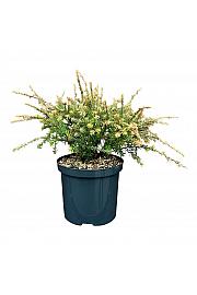 Podocarpus x Country Park Fire C2,5 Lit. 20-25 cm
