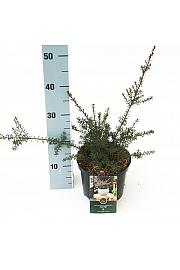 Podocarpus x Chocolate Box C2,5 Lit. 25-30 cm