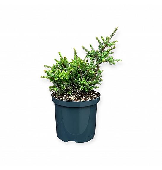 Podocarpus x Chocolate Box C2,5 Lit. 25-30 cm