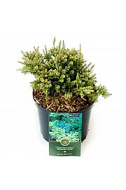 Podocarpus macrophyllus Kilworth Cream C2,5 Lit. 15-20 cm