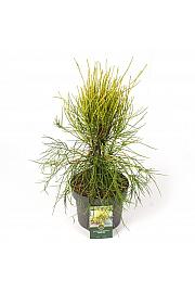 Platycladus orientalis Franky Boy C5 Lit. 25-30 cm