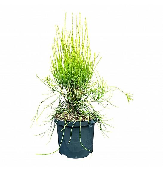 Platycladus orientalis Franky Boy C5 Lit. 25-30 cm