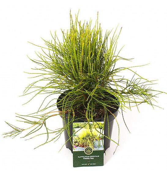 Platycladus orientalis Franky Boy C2,5 Lit. 20-25 cm
