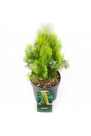 Platycladus orientalis Elegantissima C2,5 Lit. 25-30 cm