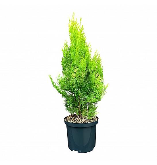 Platycladus orientalis Elegantissima C2,5 Lit. 25-30 cm