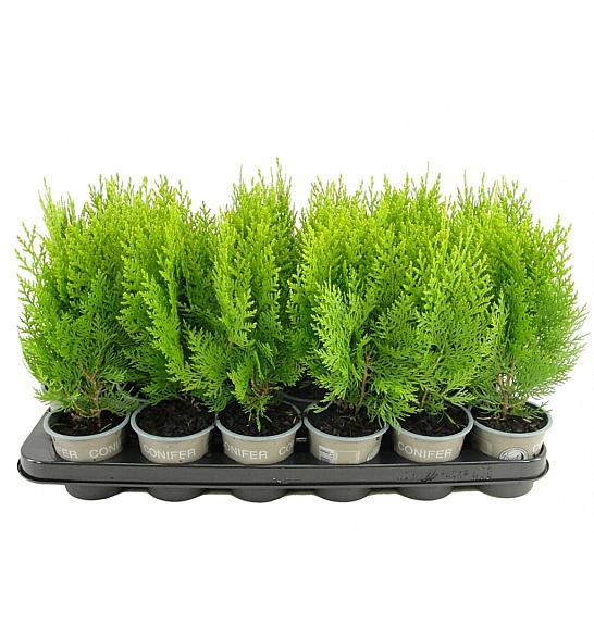 Platycladus orientalis Aurea Nana Ø9