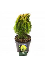 Platycladus orientalis Aurea Nana C2,5 Lit. 20-25 cm