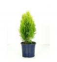 Platycladus orientalis Aurea Nana C1 Lit. 20-30 cm