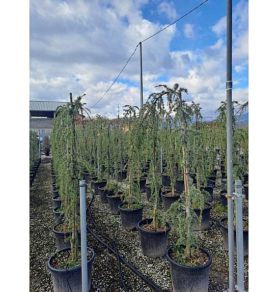 Cedrus atlantica Glauca Pendula C35 Lit. 160-180 cm