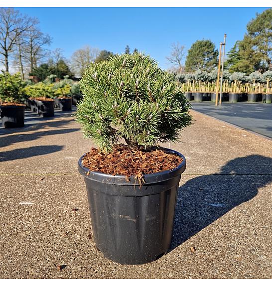 Pinus uncinata Heideperle C8 Lit. 25-30 cm Krogla