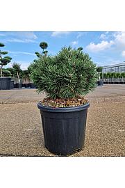 Pinus uncinata Heideperle C11 Lit. 30/+ cm
