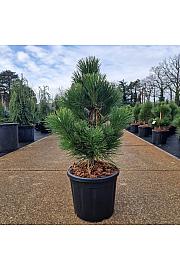 Pinus thunbergii Thunderhead C11 Lit. 40-50 cm