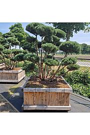 Pinus sylvestris Watereri V lesenem koritu 120x120 cm 175-200 cm Bonsai