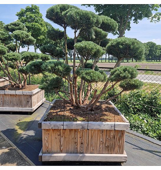 Pinus sylvestris Watereri V lesenem koritu 120x120 cm 175-200 cm Bonsai