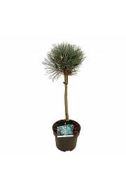 Pinus sylvestris Watereri C5 Lit. Na steblu 40 cm