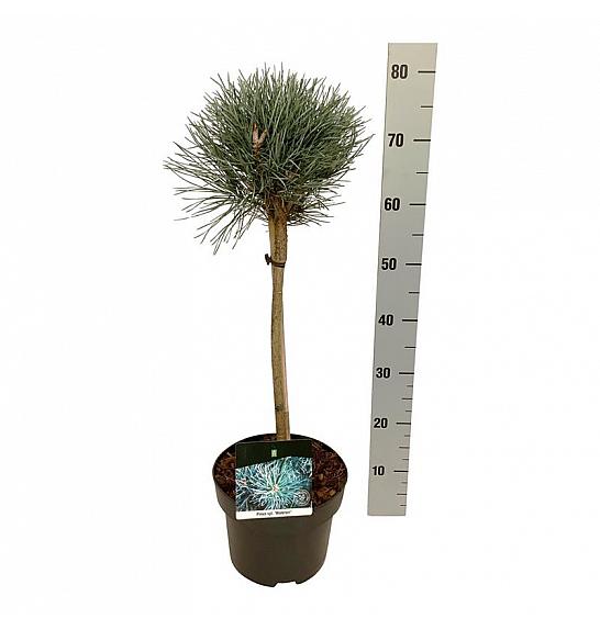 Pinus sylvestris Watereri C5 Lit. Na steblu 40 cm