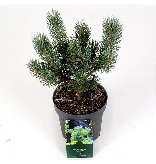 Pinus sylvestris Watereri C2,5 Lit. 25-30 cm