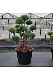 Pinus sylvestris Watereri C130 Lit. 100-120 cm Bonsai