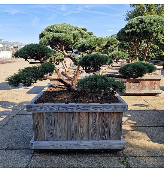 Pinus sylvestris Repens v lesenem koritu 120x120 cm 175/+ cm Bonsai