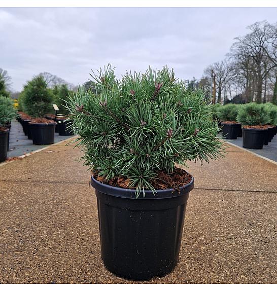 Pinus sylvestris Martham C8 Lit. 25-30 cm