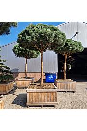 Pinus sylvestris Glauca  v lesenem koritu 135x135 Na steblu 200 cm Dežnik