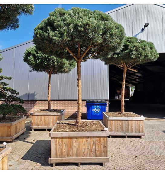 Pinus sylvestris Glauca  v lesenem koritu 135x135 Na steblu 200 cm Dežnik