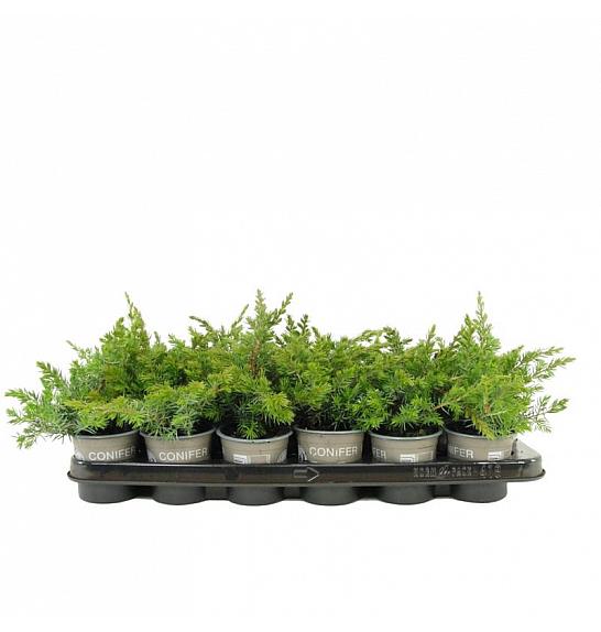 Pinus strobus Ø9