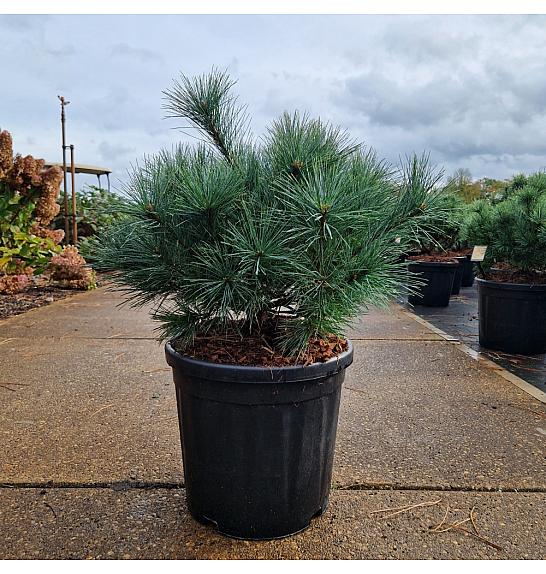 Pinus strobus Bergmans Mini C18 Lit. 40/+ cm