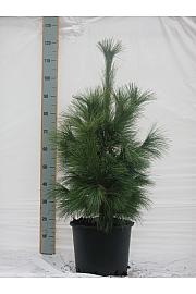 Pinus schwerinii Wiethorst C25 Lit. 80-100 cm