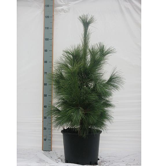 Pinus schwerinii Wiethorst C25 Lit. 80-100 cm