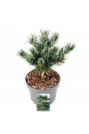 Pinus parviflora Tempelhof C5 Lit. 30-40 cm