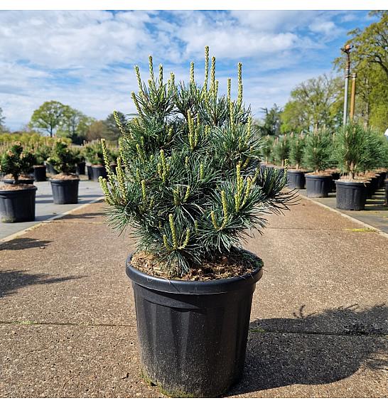 Pinus parviflora Negishi C8 Lit. 30-40 cm