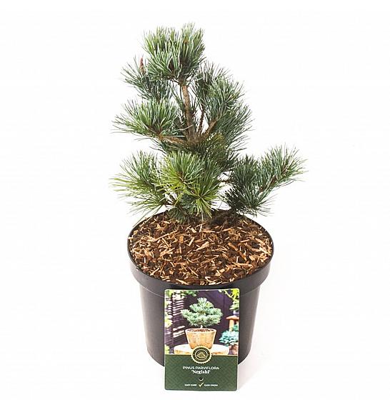 Pinus parviflora Negishi C2,5 Lit. 20-25 cm