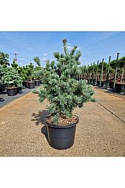 Pinus parviflora Negishi C12 Lit. 50-60 cm