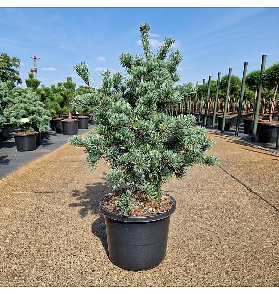 Pinus parviflora Negishi C12 Lit. 50-60 cm