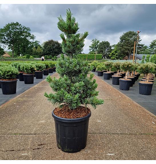 Pinus parviflora Bonnie Bergman C18 Lit. 70-80 cm
