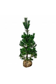 Pinus nigra Nigra bala 175-200 cm