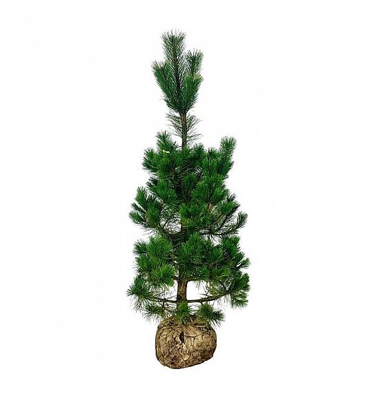 Pinus nigra Nigra bala 175-200 cm