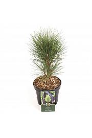 Pinus nigra Green Tower C2,5 Lit. 25-30 cm