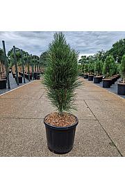 Pinus nigra Green Tower C15 Lit. 50-60 cm