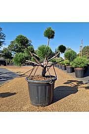 Pinus nigra Brepo® C35 Lit. 60-70 cm Bonsai