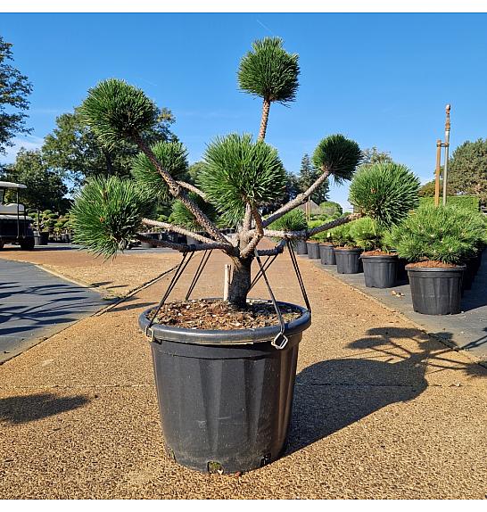 Pinus nigra Brepo® C35 Lit. 60-70 cm Bonsai