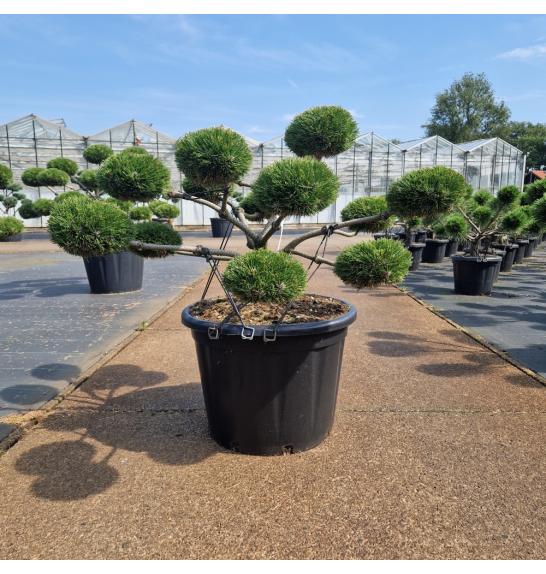 Pinus nigra Brepo extra old C65 Lit. 80-90 cm Bonsai